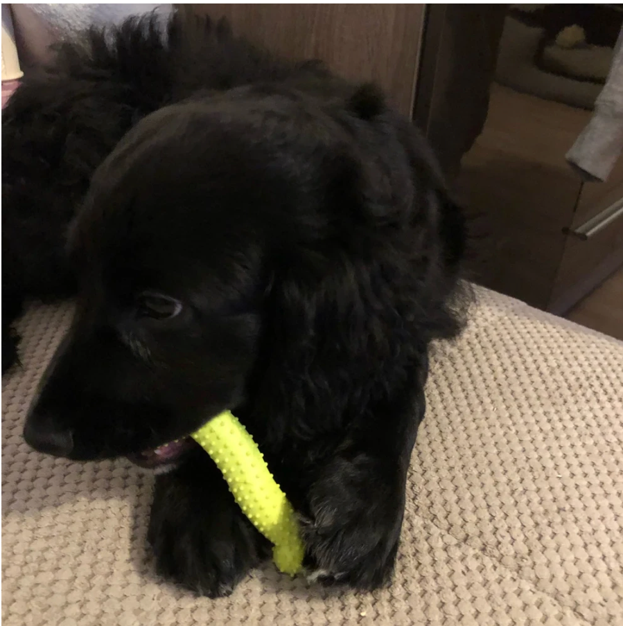 Delve™ Dumbell Rubber Toy